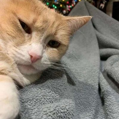 猫咪自拍头像搞笑逗比最新沙雕小猫咪头像2020