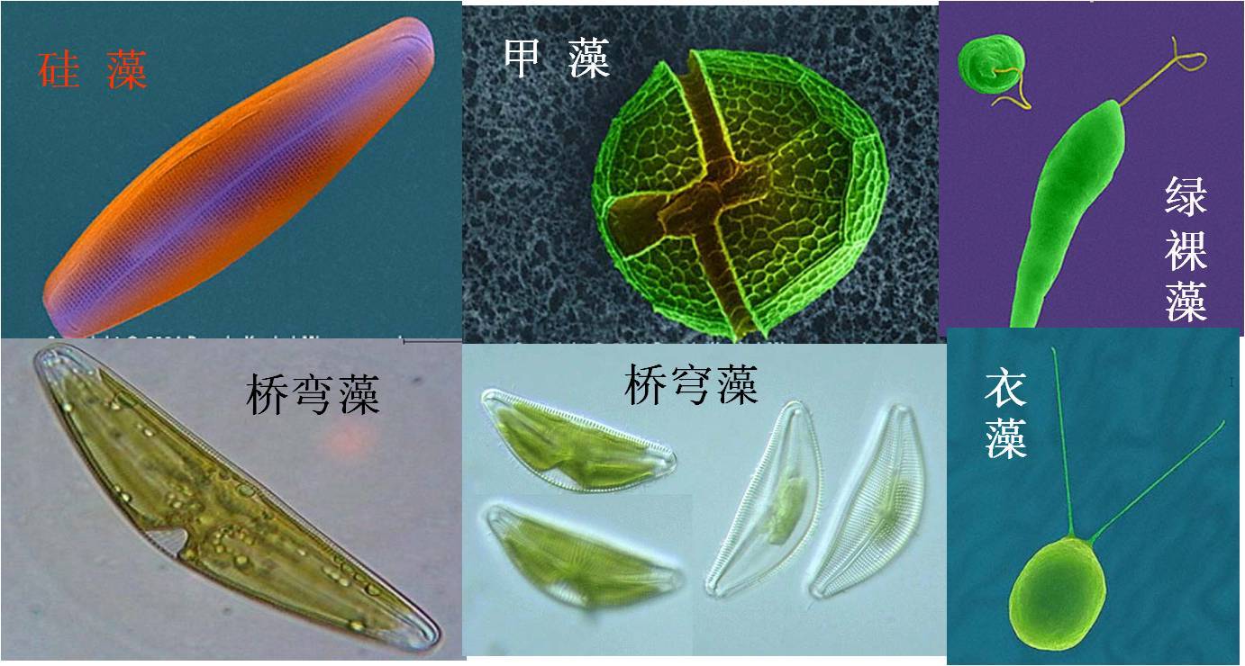 浮游植物就是指 a target="_blank" href="/item/浮游藻类/5267149"