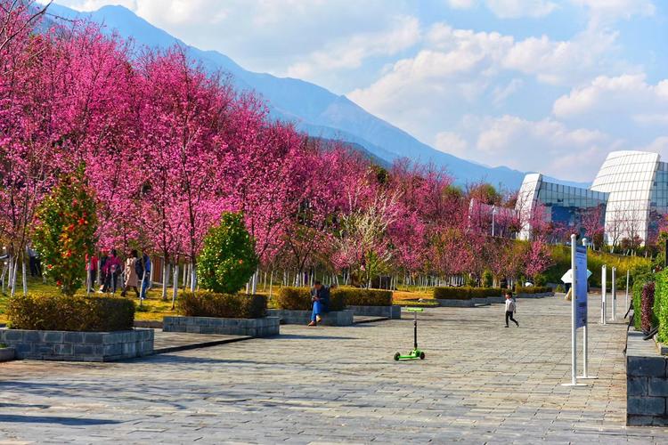 旅游 正文  大理三月好风光,早听说了大理大学的樱花,当我走进美丽的