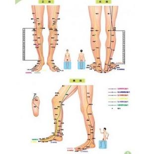 足腿部经穴与反射区标准挂图(附说明书)