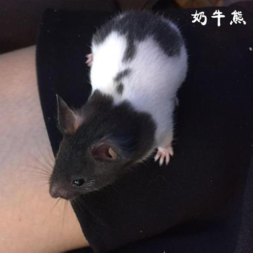 仓鼠活体熊类仓鼠宝宝虎纹眼圈米熊奶牛原始黑熊萌宠物活体金丝熊