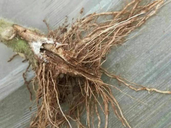 初发病产生褐色斑块,逐渐扩大后凹陷,严重时病斑绕茎基部或根部一周