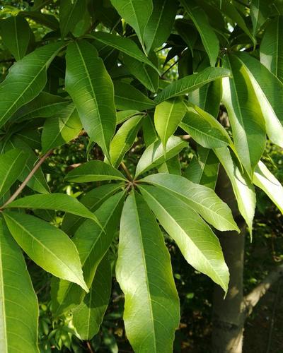 公园里的美丽异木棉果实熟了像一个个白色的棉球