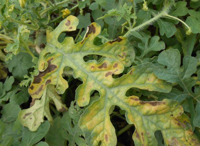 蔓枯病叶片为害症状