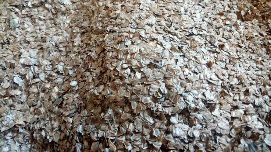 川滇桤木种子水冬瓜种子当年新种保存造林用种子基地种植现货批发