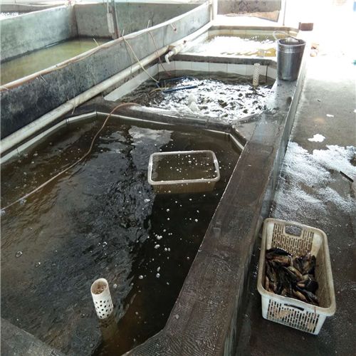 空气能鱼苗孵化养殖