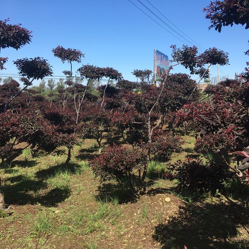 耐寒 丛生红叶李 紫叶李密枝红叶李造型树