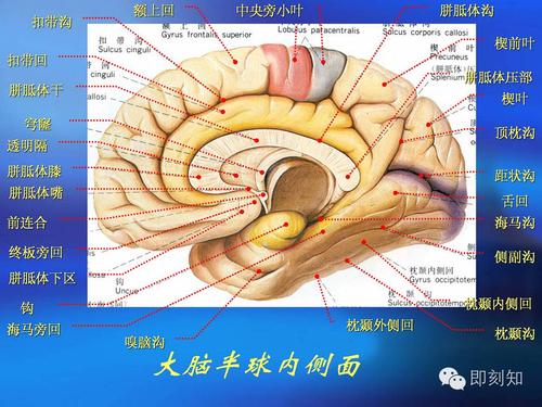 【大脑揭秘】颅脑ct横断层解剖