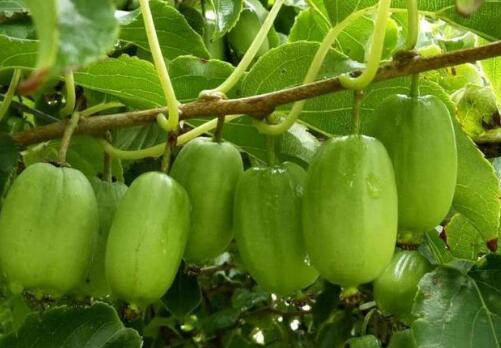 软枣猕猴桃的功效与作用