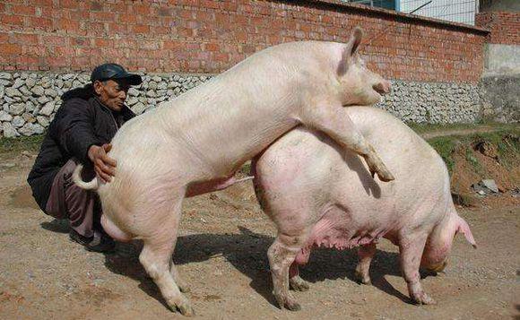 总之,我们要结合母猪和公猪的身体,生理情况,归纳出母猪最佳的配种