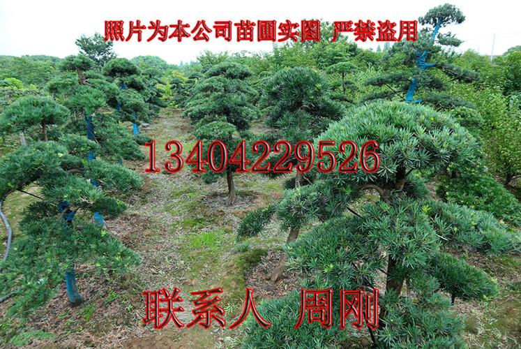 苏州造型罗汉松培育基地罗汉松造型种植苗圃罗汉松树种植批发