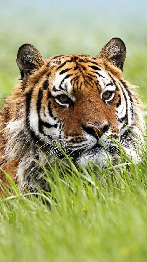 霸气的图片(霸气威武强悍的老虎壁纸图)