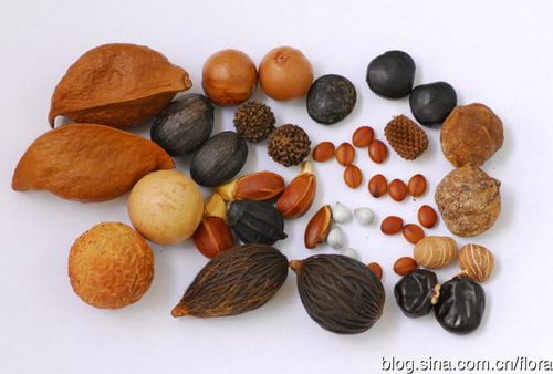 植物种子进口清关