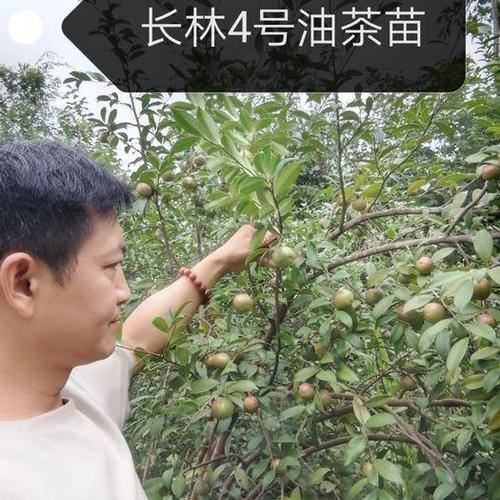 湘林210茶树苗 油茶苗高产嫁接【长林4号长林40号】油茶苗一~二年杯苗