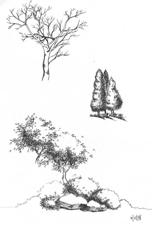 手绘景观植物单体线稿