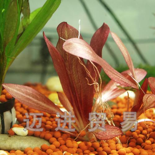 购客红蛋头 红旦 中前景鱼缸水草造景 水草 皇冠 红蛋皇冠_易购客