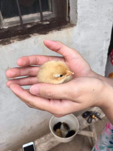 刚出生的小鸡崽,太好玩啦 软软的,毫无反抗的力量,太乖啦都不会在我手