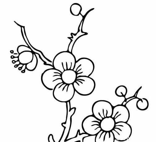 忽然一夜清香发,散作乾坤万里春 梅花简笔画图1 从前,有一个小姑娘