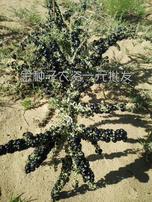 纯野生黑枸杞种子 黑果枸杞 富含花青素营养丰富阳台盆栽蔬菜种子