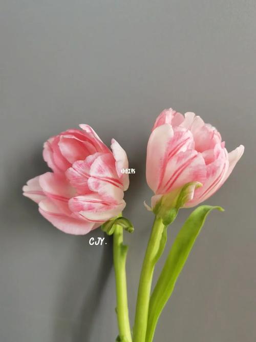 荷兰 郁金香_郁金香_家居家装_家居装饰_花艺