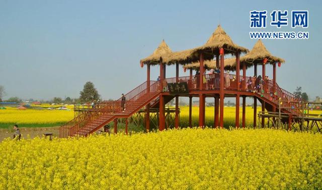 看油菜花 四川不可错过的十大金色花海