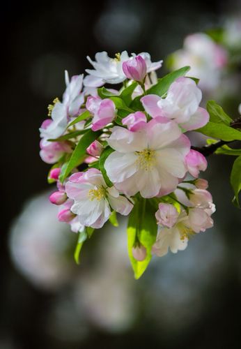 北京海棠花节掠影