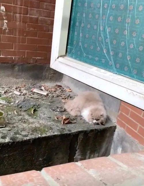 习水红都世纪城业主的猫咪从六楼掉下!几经波折,最后得到好心人相救