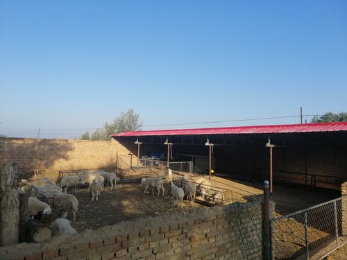 在房后新盖的羊棚～爸妈这辈子一直在争气,一直在拼搏!