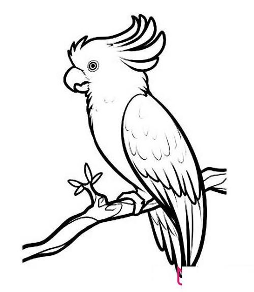 动物简笔画大全,漂亮的鹦鹉简笔画-儿童简笔画大全