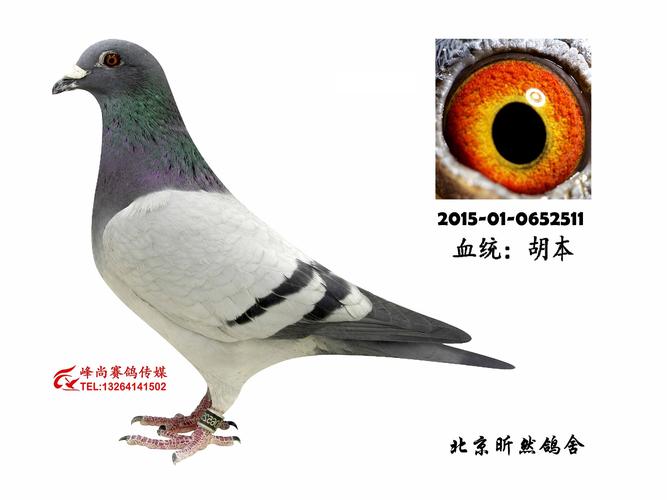 胡本511_昕然鸽舍_ag188.com爱鸽商城_中国信鸽信息网