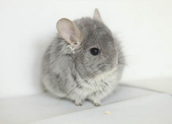 龙猫的品种图片