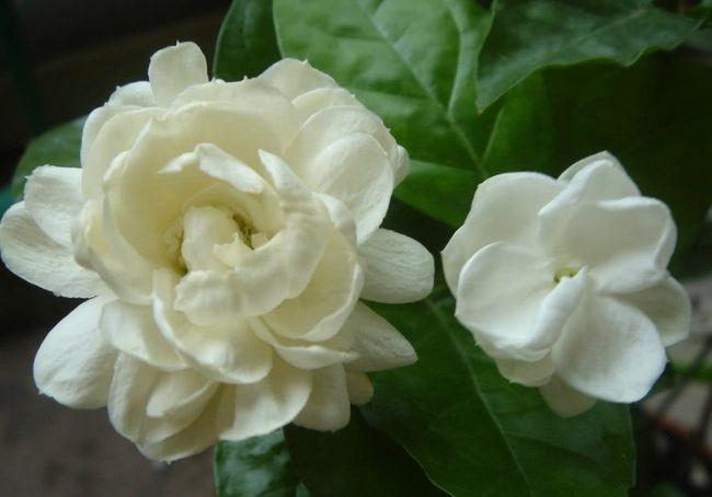 虎头茉莉优秀的盆栽茉莉花花色素雅花香清新怡人一起看看