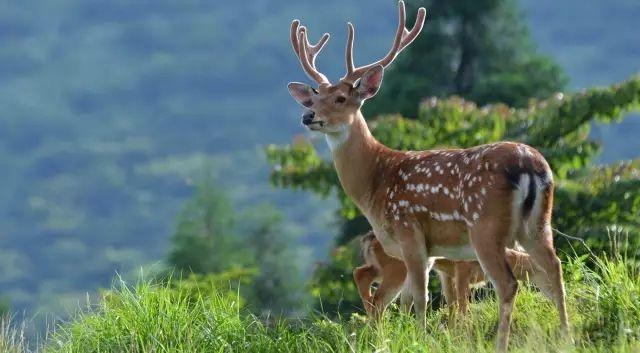 并在下风向3000米以外,以避免各种复杂环境造成对鹿群的惊扰或传染