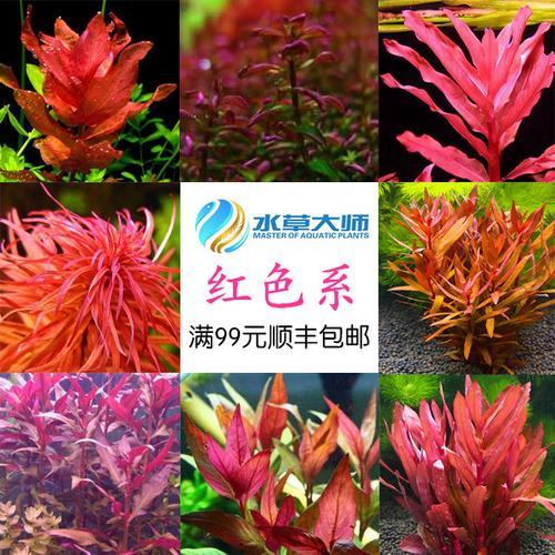 红蝴蝶__挺水水草百科_草缸造景_培育种植_sbike