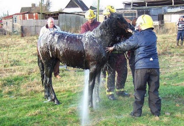 3,马的几把为什么那么长:古代马鞭的长度通常是多少?