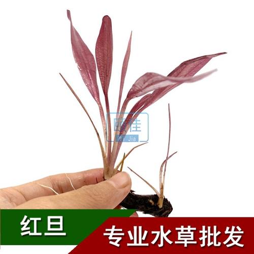 红旦头真水草草场直营批发皇冠鱼缸水族活体单头好养阴性中后景