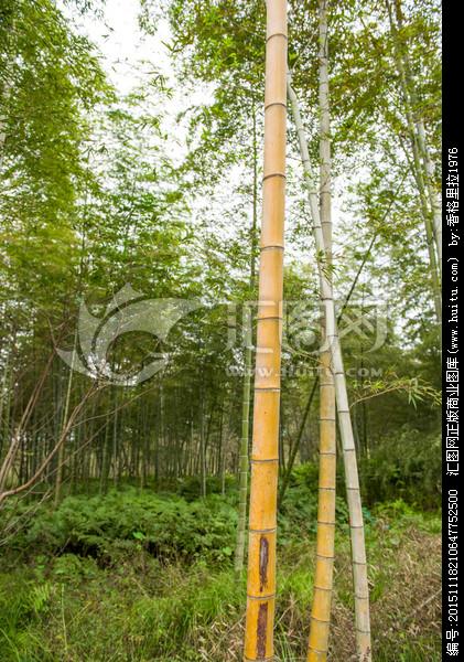 [正版商业] 竹子 竹枝