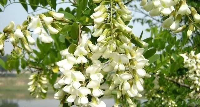 五月吃槐花,分清"紫色"和"白色",口感差别大,弄懂再