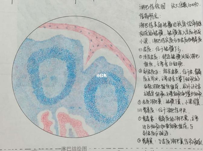 组胚绘图淋巴结