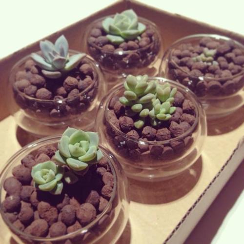 新玩法:发泡炼石 双层玻璃功夫茶杯