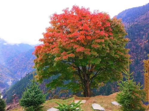 △10月底 花楸树实拍