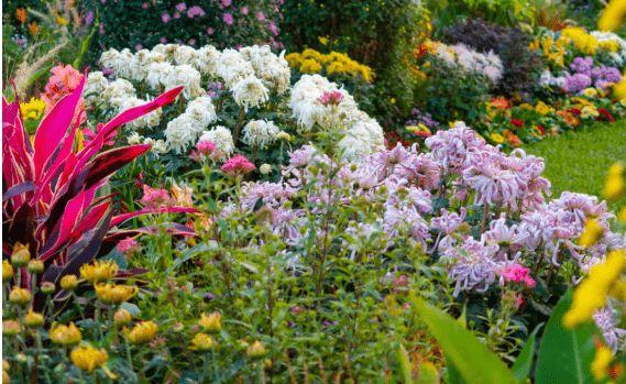 那错过了太湖湾露营谷的菊花展,你的秋天就真的白过了!