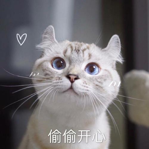 偷偷开心猫咪猫咪开心偷偷表情