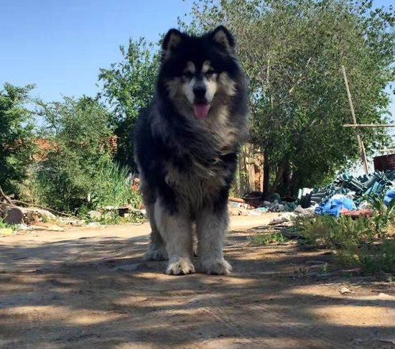 巨型阿拉斯加种公对外借配300包配上