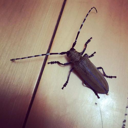 像蟑螂,棕色翅膀,翅膀边缘是紫色,触角较长,六条腿的昆虫是什么