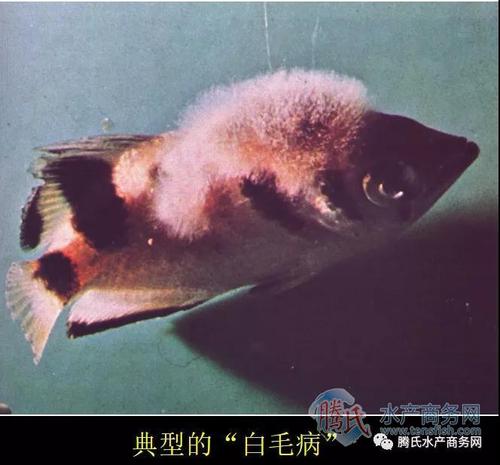 你对水霉病有多了解多图带你深入认识它