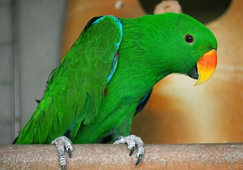 濒危的折衷鹦鹉