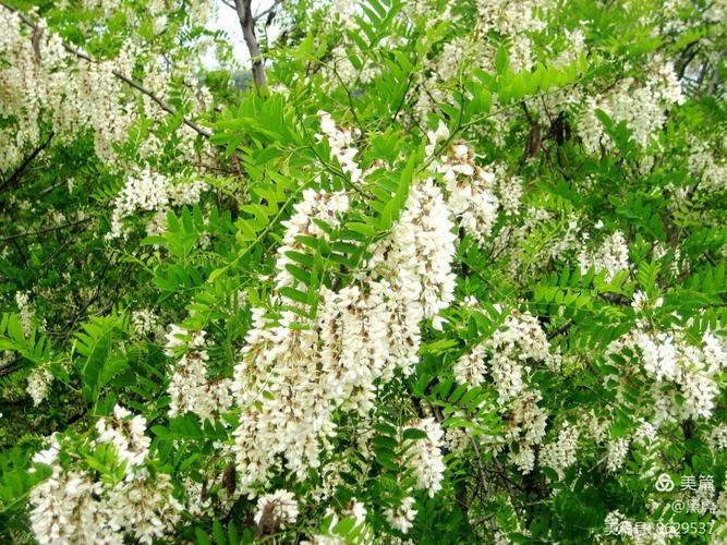 一起去看槐花雨
