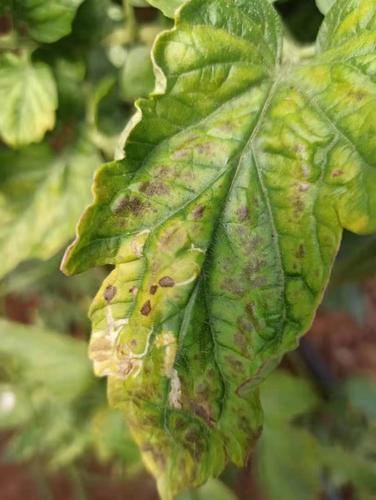 番茄灰叶斑病的特点以及防治措施