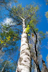 一棵粗壮的白桦树